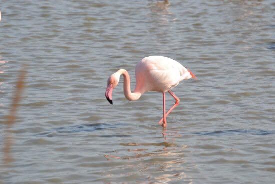 Le Petit Train Camarguais - photo 2