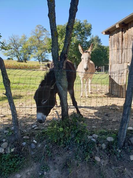 VOLTAIRE & VALSEUR les gardiens du Gîte