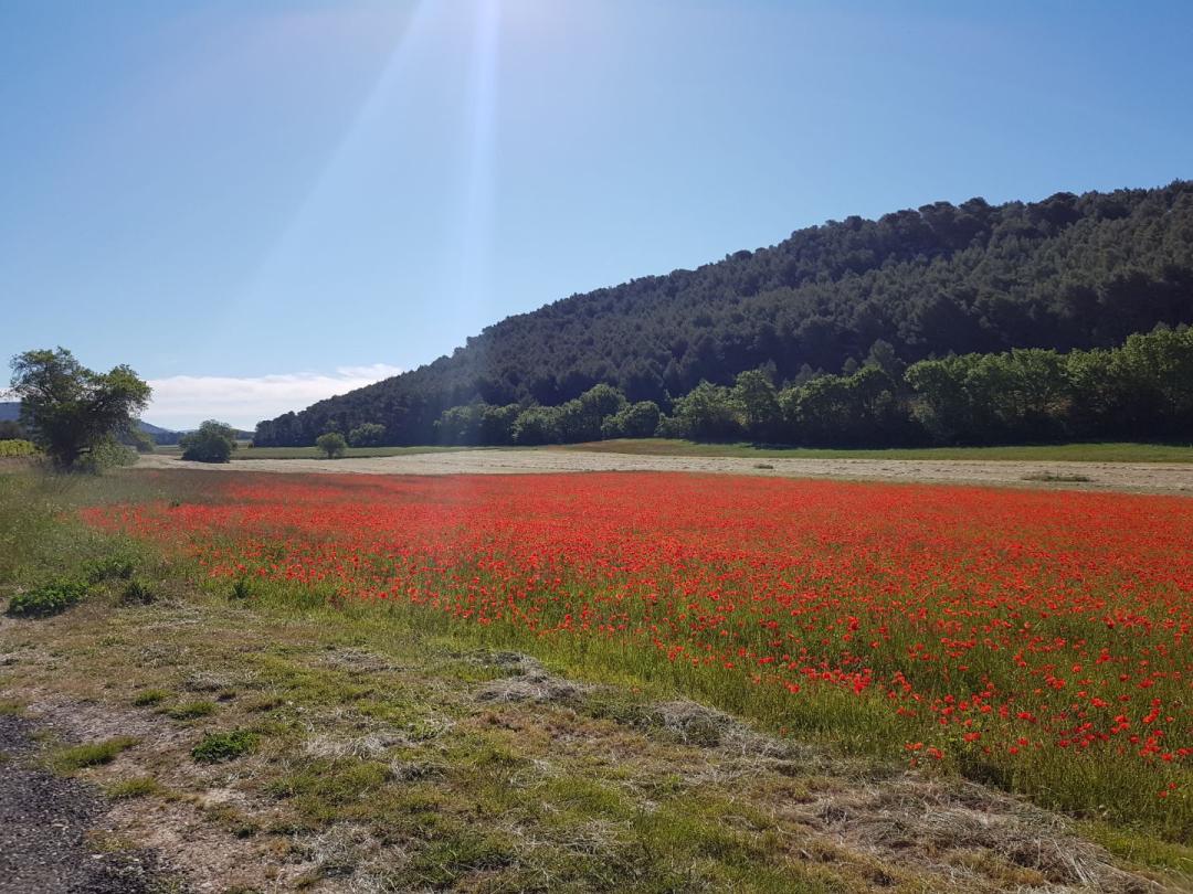 Domaine des Rouvières, Roquefort-la-Bédoule - photo 6