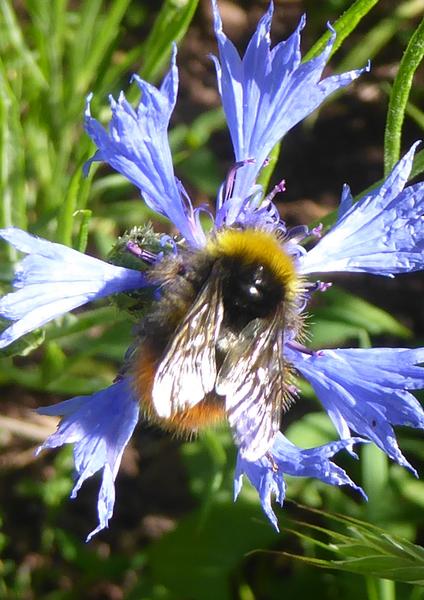 Les rendez-vous au jardin : insectes et pollinisation