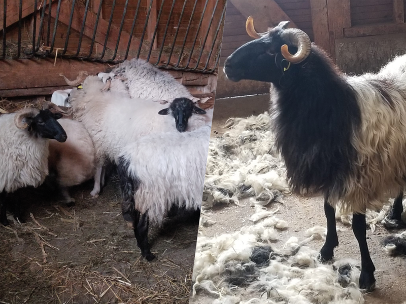 Les moutons à laine de la Ferme du Naray