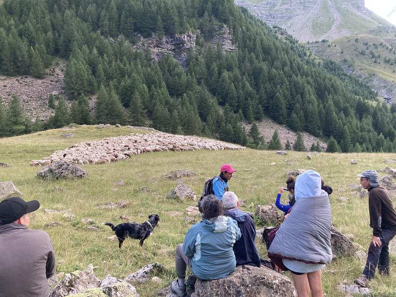 Suivi d'une transhumance vers le Refuge du Tourond