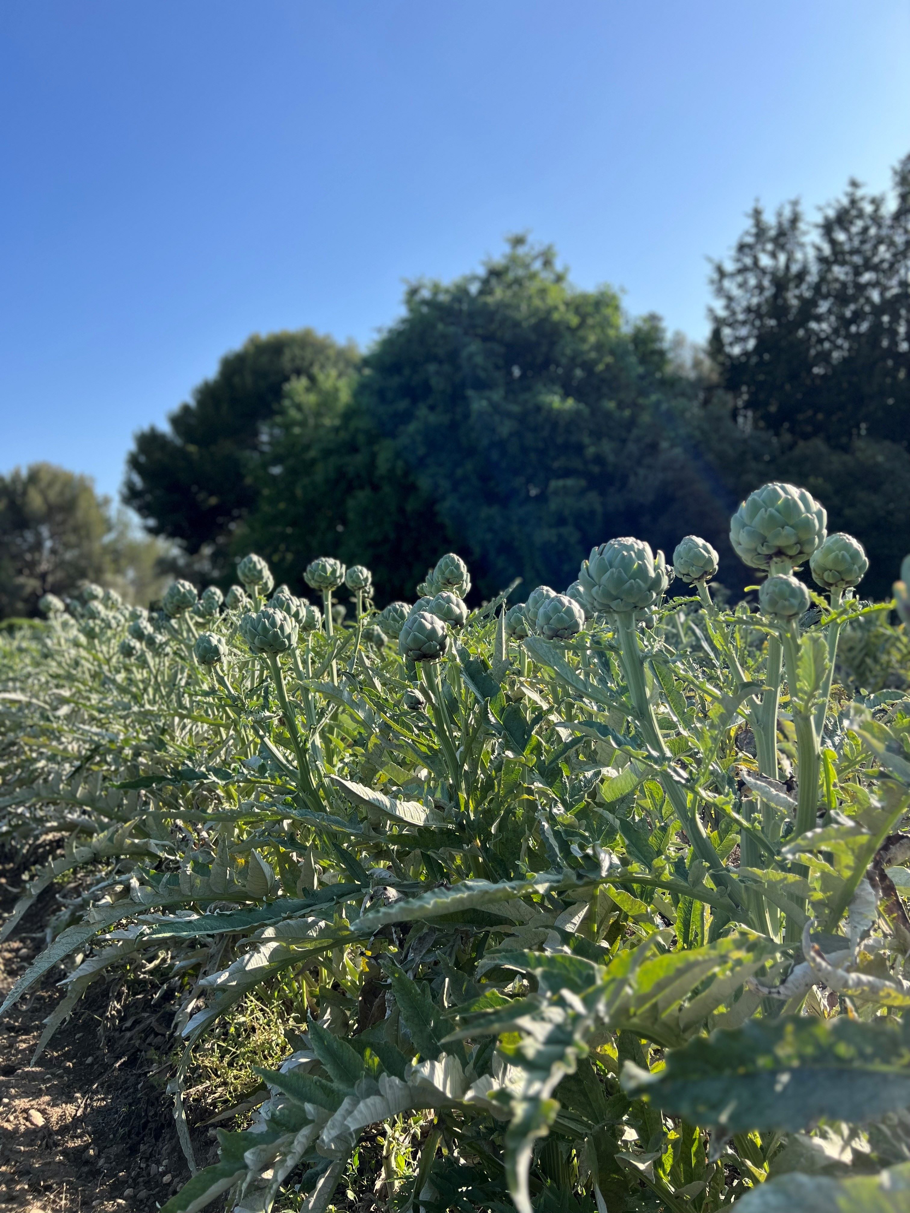 Ferme Auvrai - photo 4