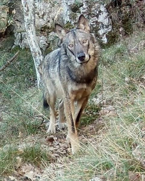 Sur les traces des loups