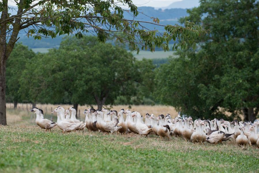 Elevage de Santalé - producteurs des Balcons du Dauphiné - Nord Isère - à une heure de Lyon
