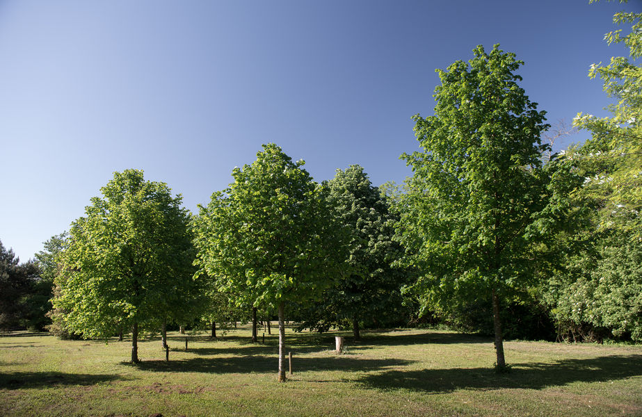 Arboretum de Beynost