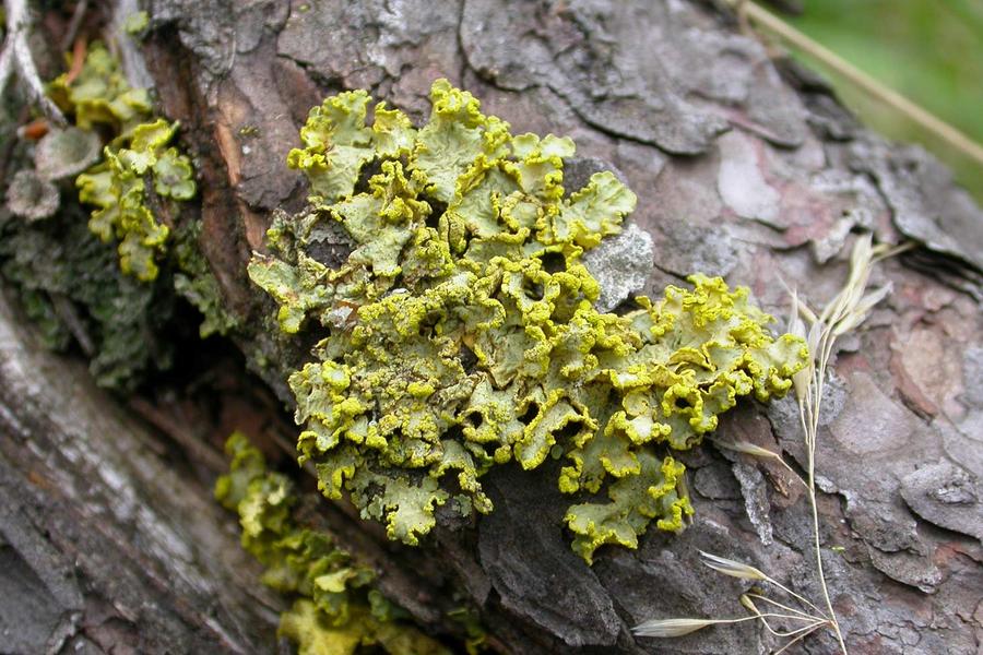 Conférence : Lichens, vous avez dit lichens ?_Le Monêtier-les-Bains