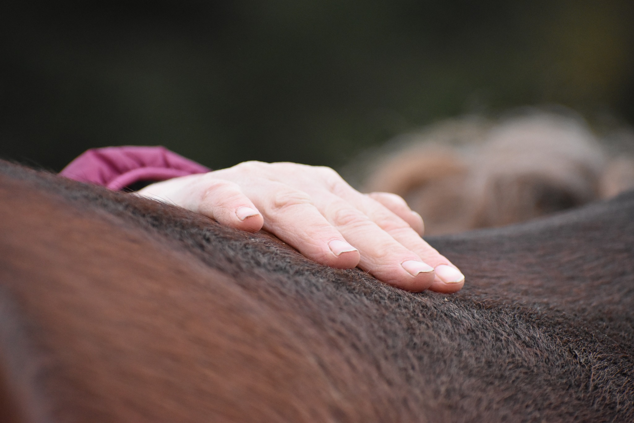 Thérapie manuelle et Soins énergétiques des chevaux