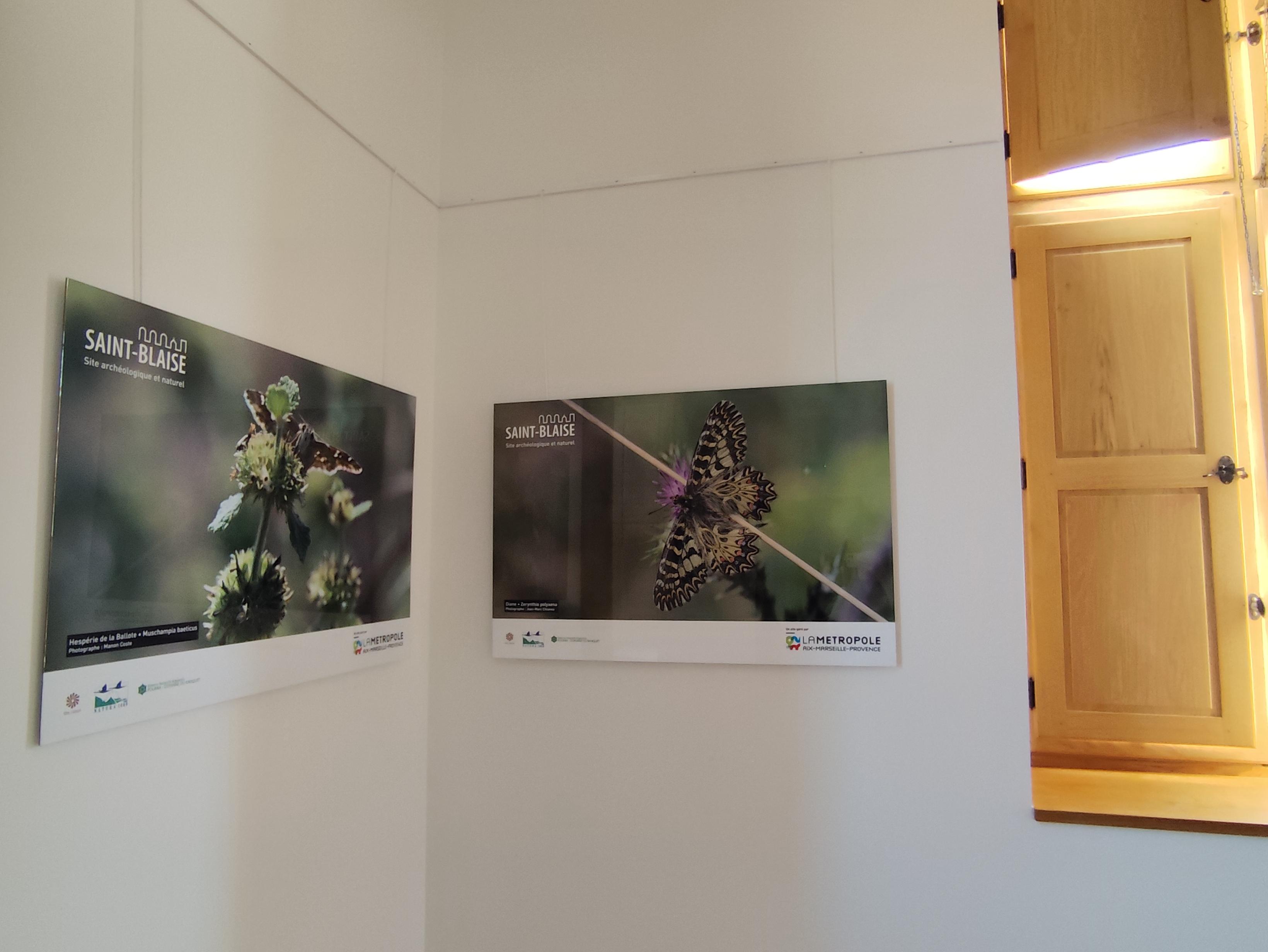 Exposition : biodiversité, regards croisés sur la faune et la flore locale, Martigues - photo 8