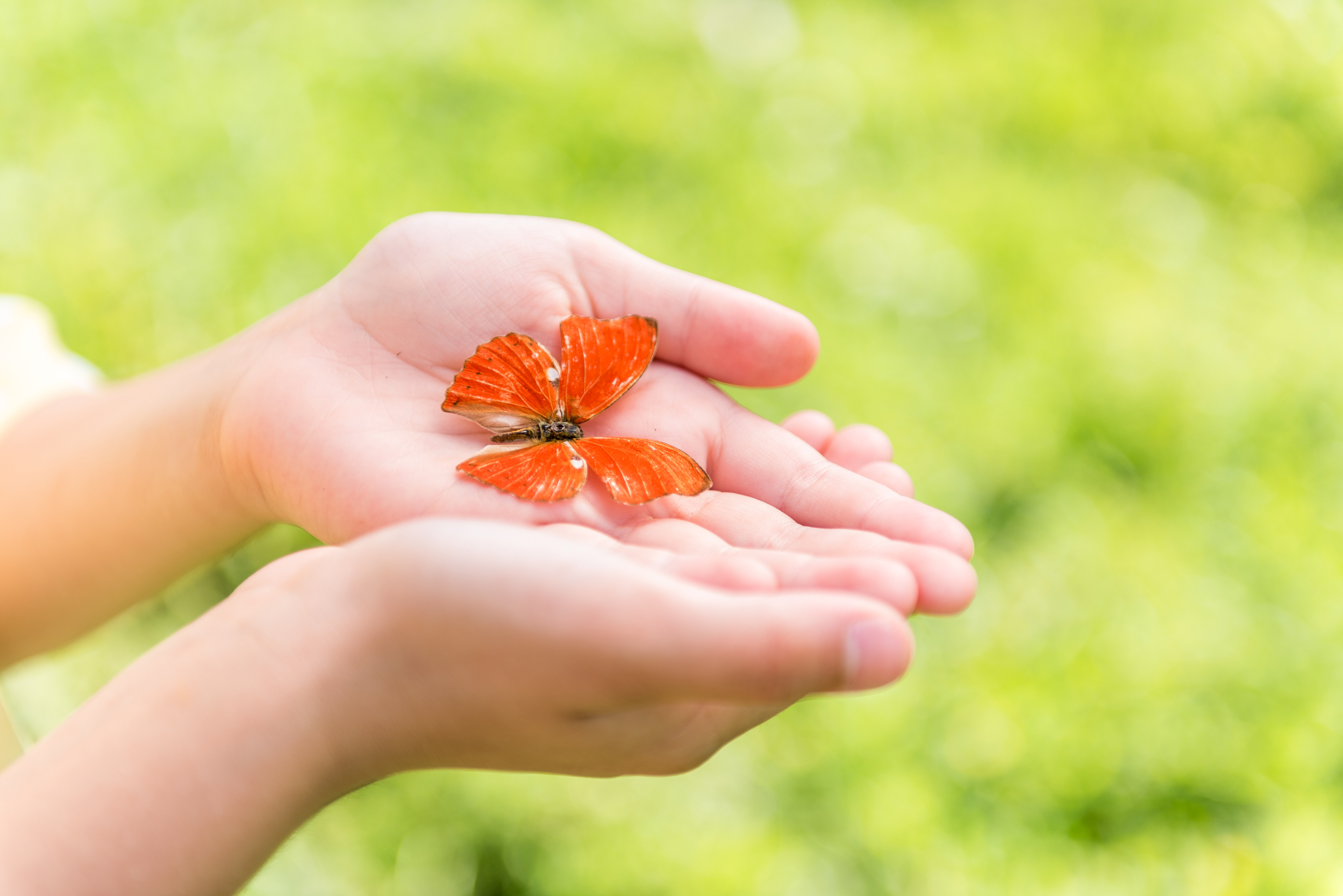 photo de mains avec fleur