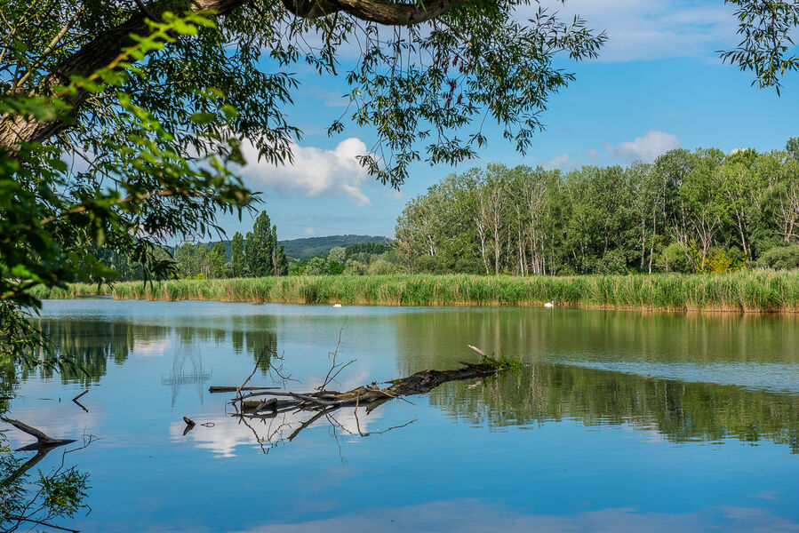 Marais de l'île vieille 2