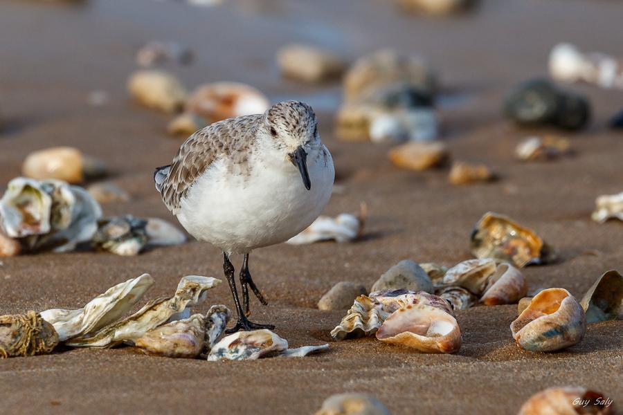 Ligue pour la Protection des Oiseaux (LPO)