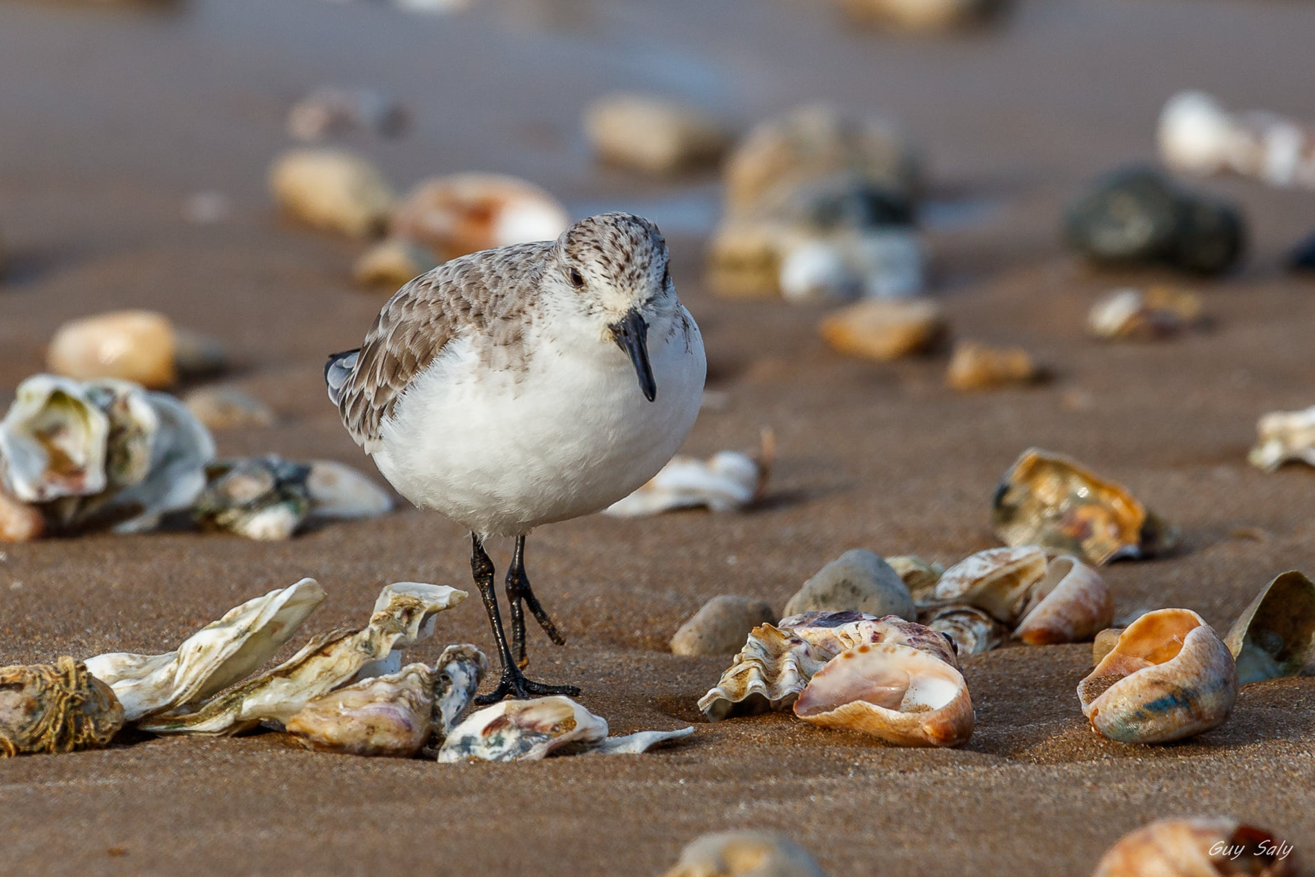 Point de vue sur les oiseaux du bord de mer
