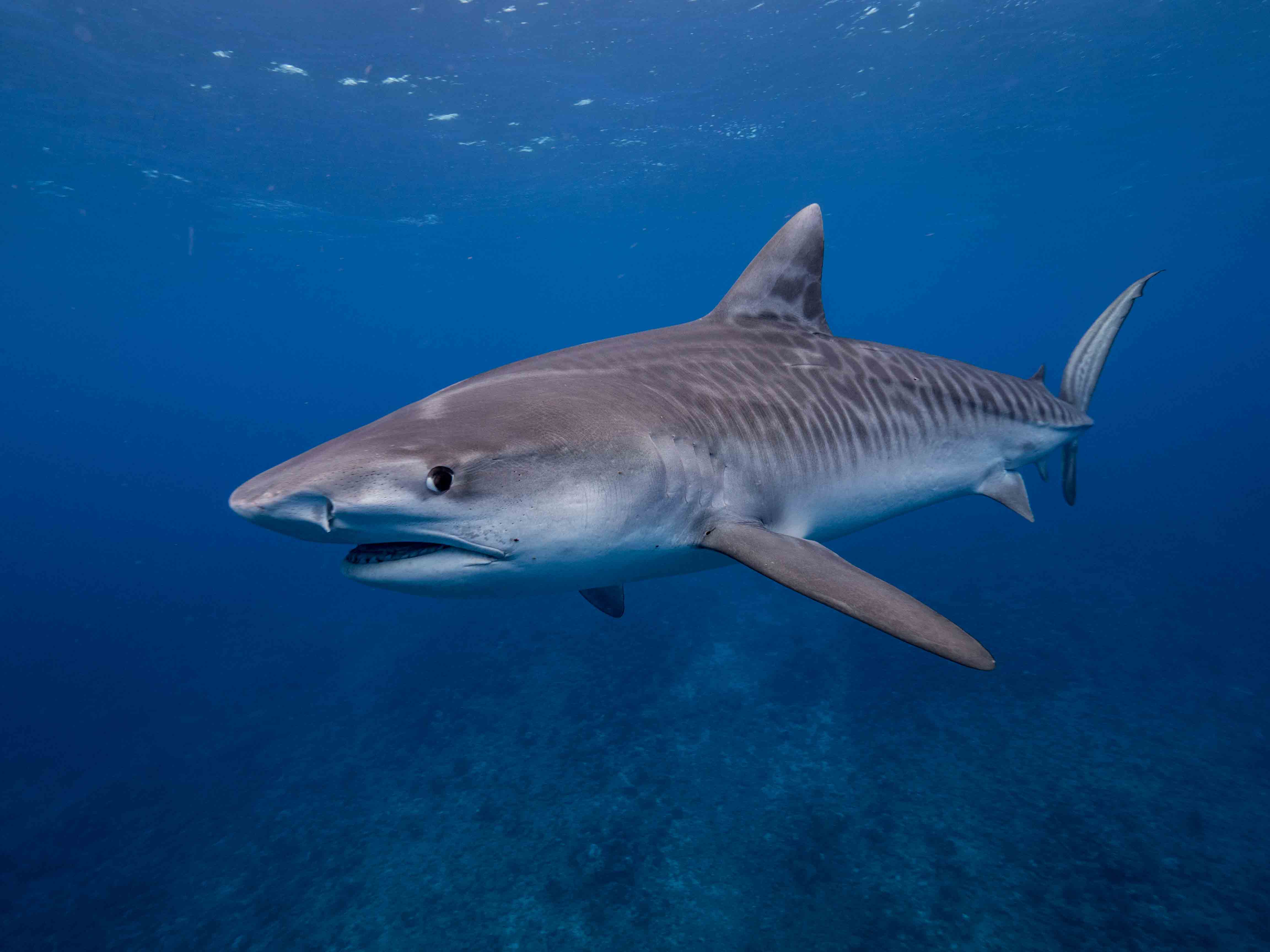 Le Trou Aux Requins