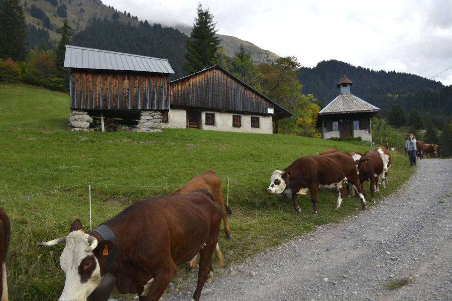 Les alpages de Charmy l'Adroit
