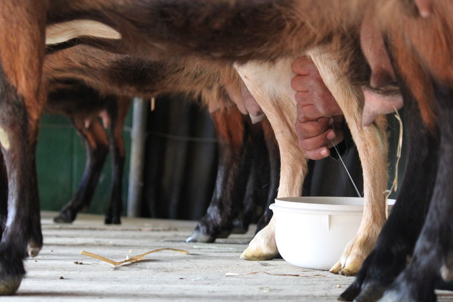 Visite de la ferme découverte les Jassines