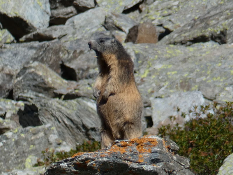 Les rando du Lavvu à La Norma