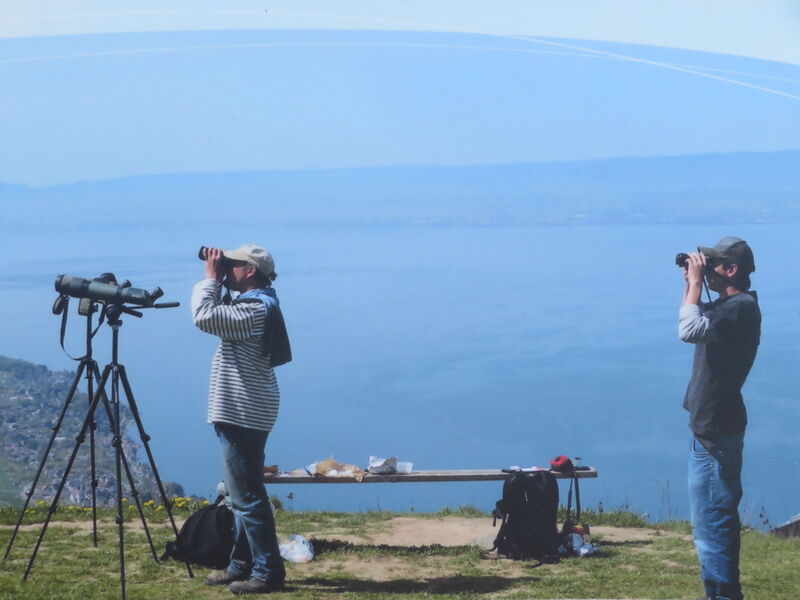 Observation de la migration