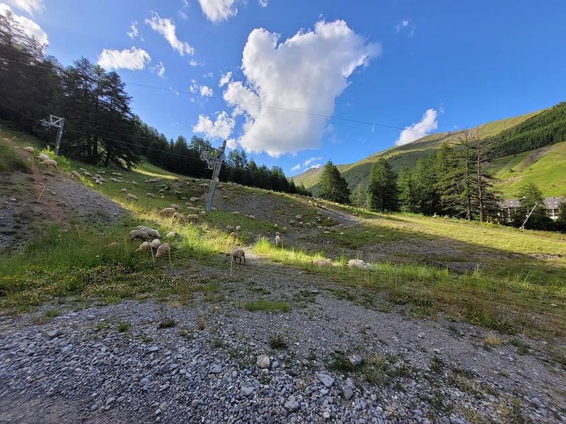 Journée en alpage Du 8 juil au 19 août 2025