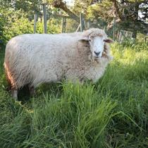Viens visiter la ferme de Grandris_Saint-Bonnet-le-Courreau