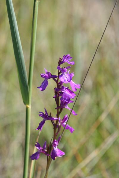 Animation nature sur les ENS : mystérieuses orchidées_Optevoz-Balcons du Dauphiné