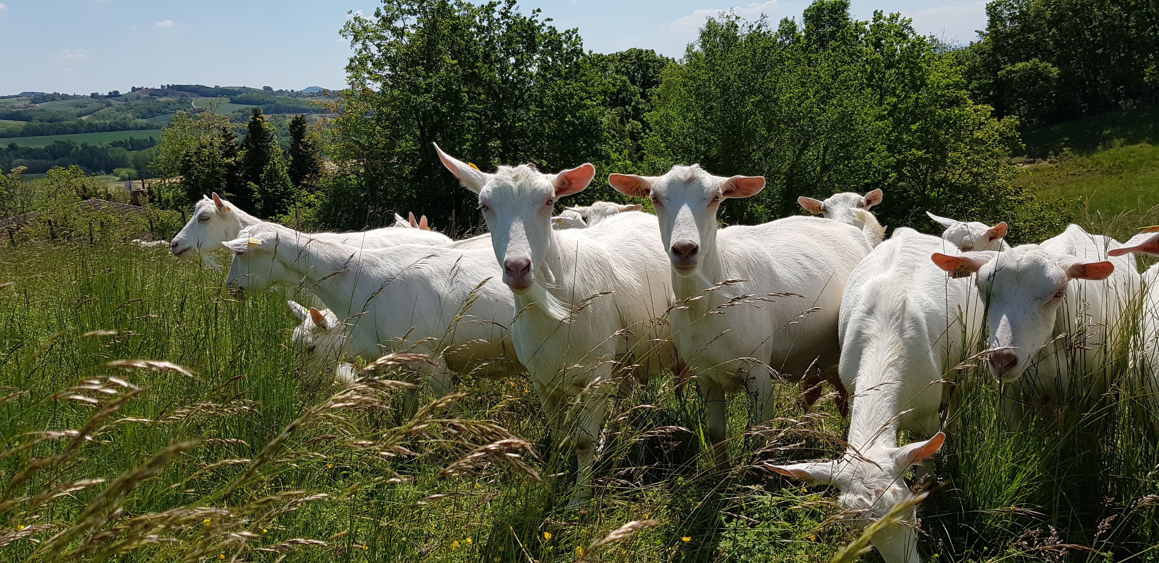 GAEC des Baratons