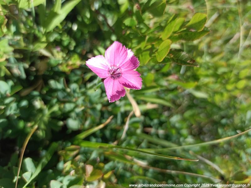 Image IMG_20250729_120616_680-Oeillet-des-glaciers-MtCenis