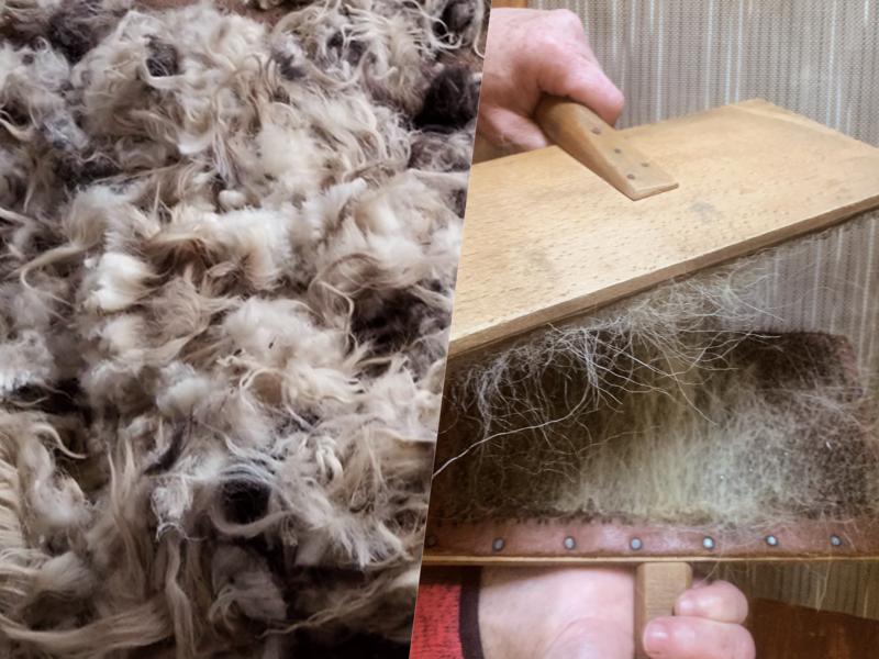 De la tonte au cardage de la laine