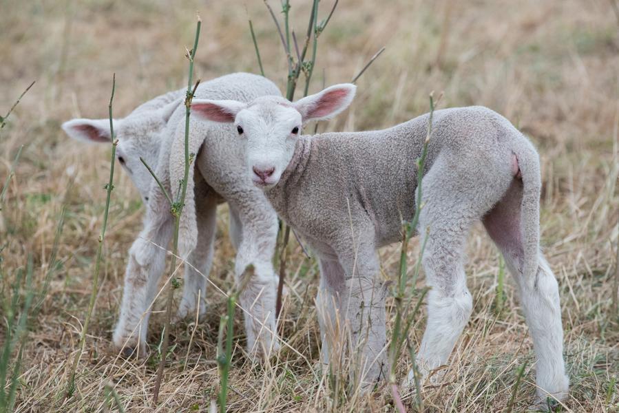 Elevage de Santalé - producteurs des Balcons du Dauphiné - Nord Isère - à une heure de Lyon