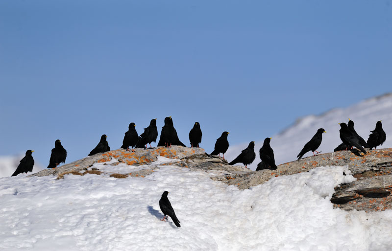 Les corvidés : une famille d'oiseaux ordinaires mais tellement extraordinaire