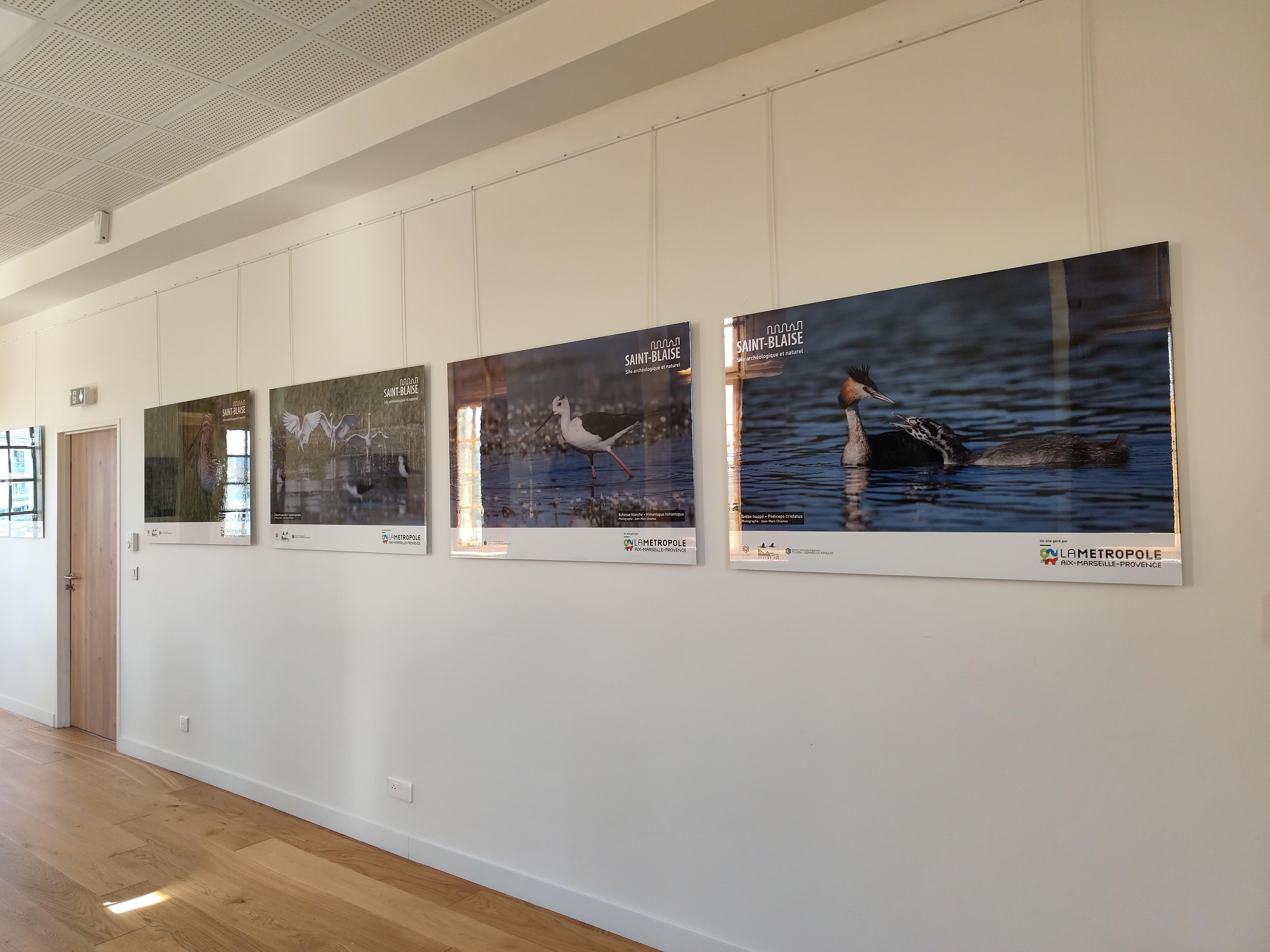 Exposition : biodiversité, regards croisés sur la faune et la flore locale, Martigues - photo 5