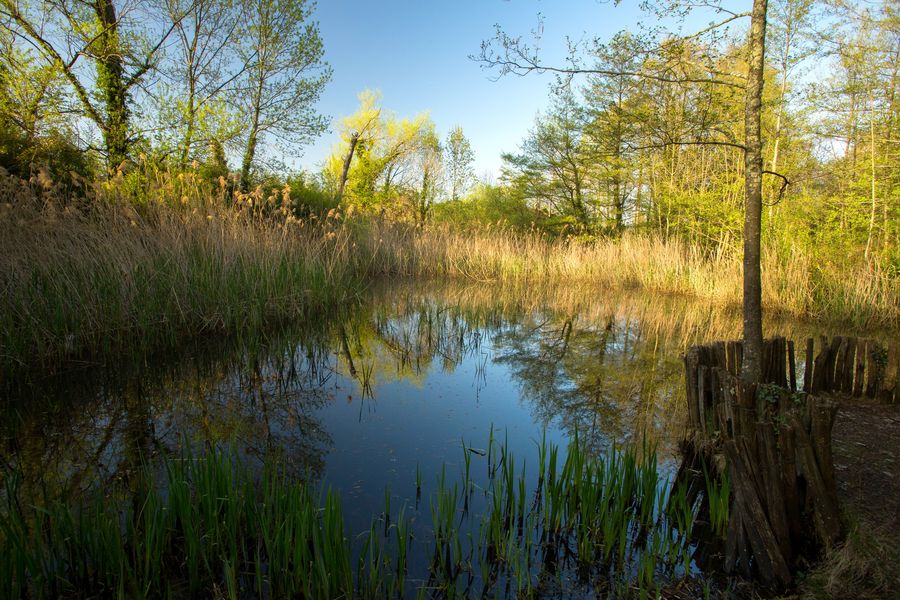 Jaujac - Mare aux libellules ©S.BUGNON