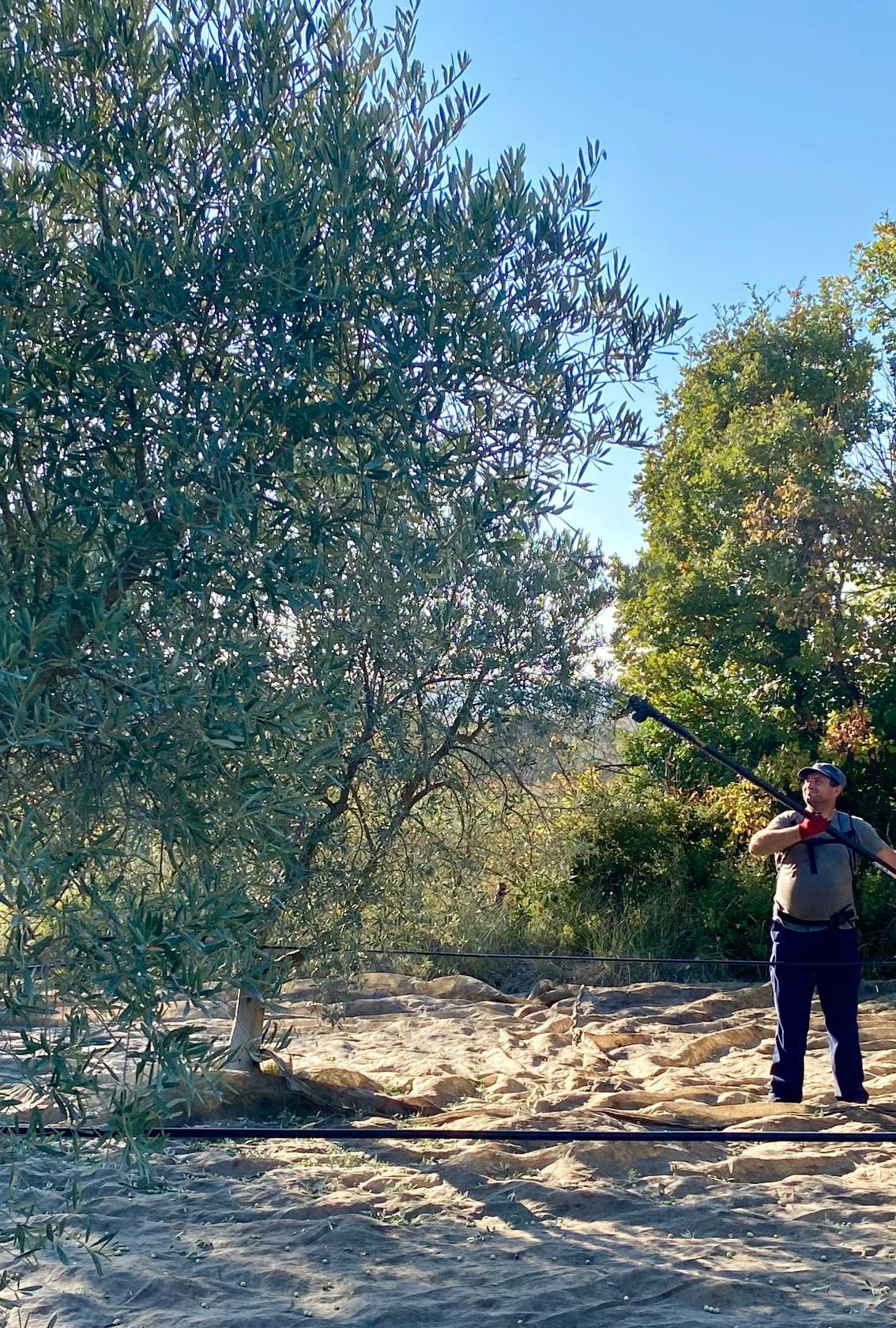 Domaine de Camaïssette - photo 3