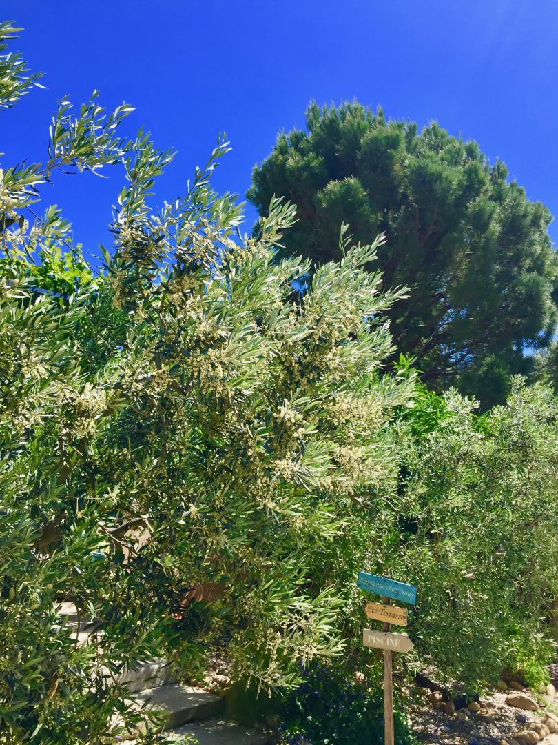 Les Gîtes Maussane - Le Mas de mes Parents, Maussane-les-Alpilles - photo 34