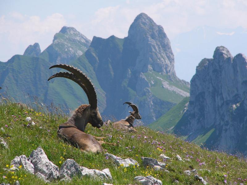 Randonnée encadrée au royaume des bouquetins