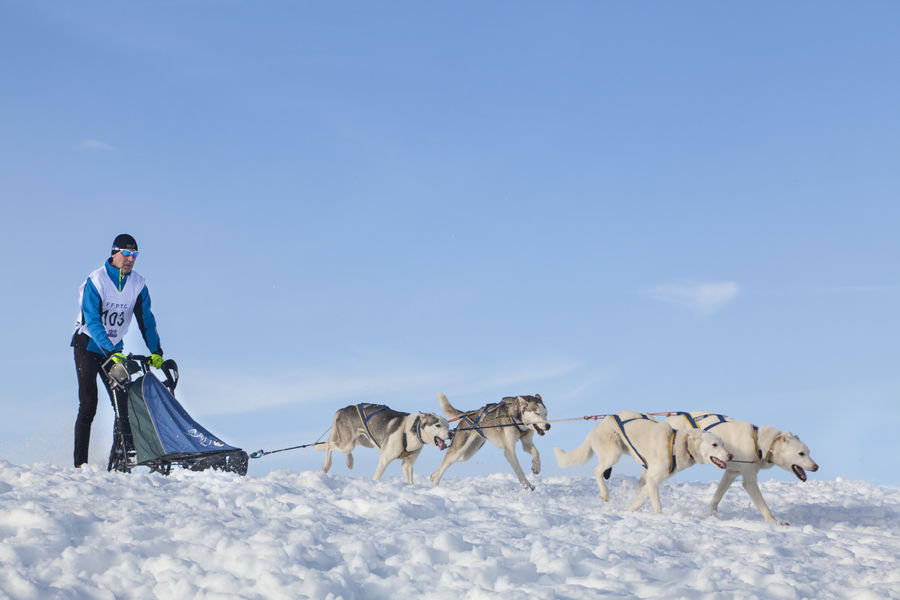 Chiens de traieau à Cuvéry