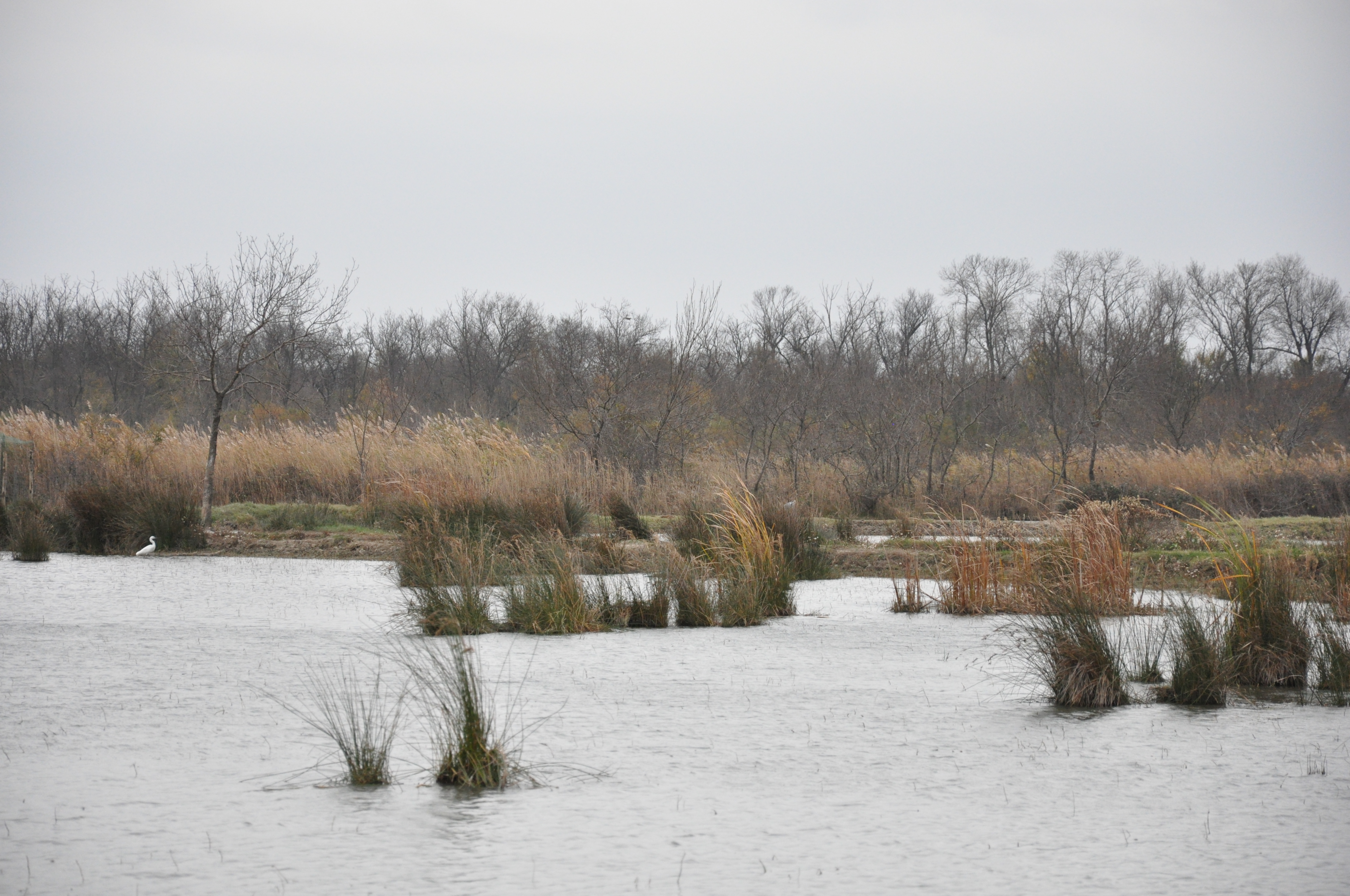 Marais du Vigueirat, Arles - photo 2