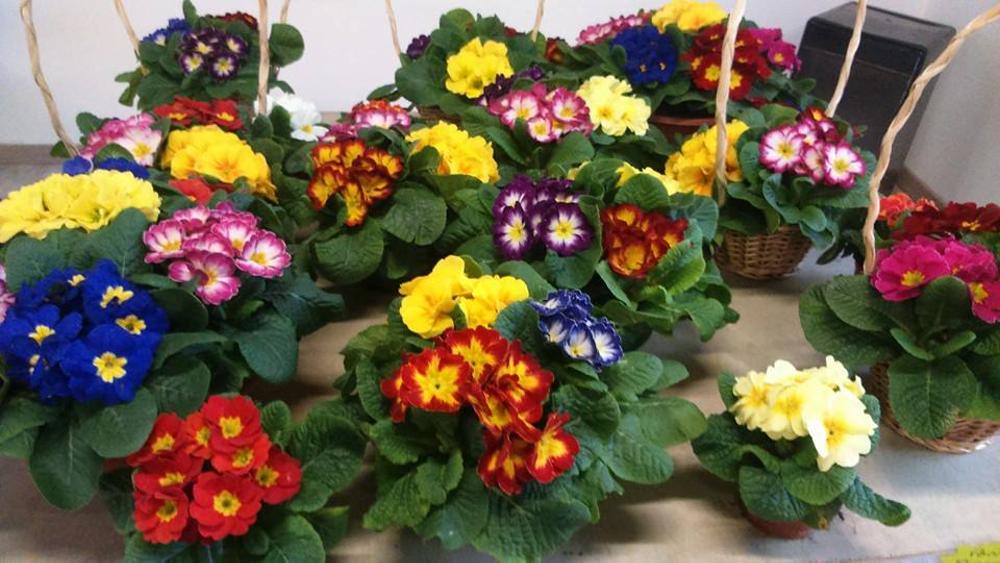 Matho Fleurs