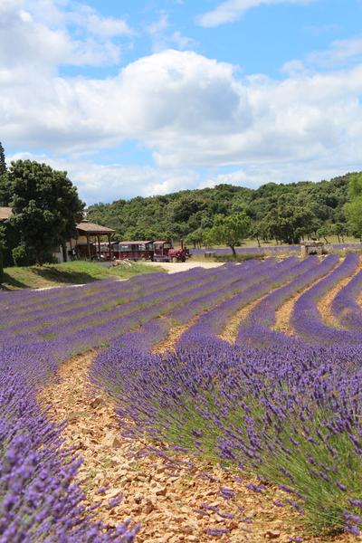 Maison de la Lavande