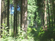 Arboretum de Royat