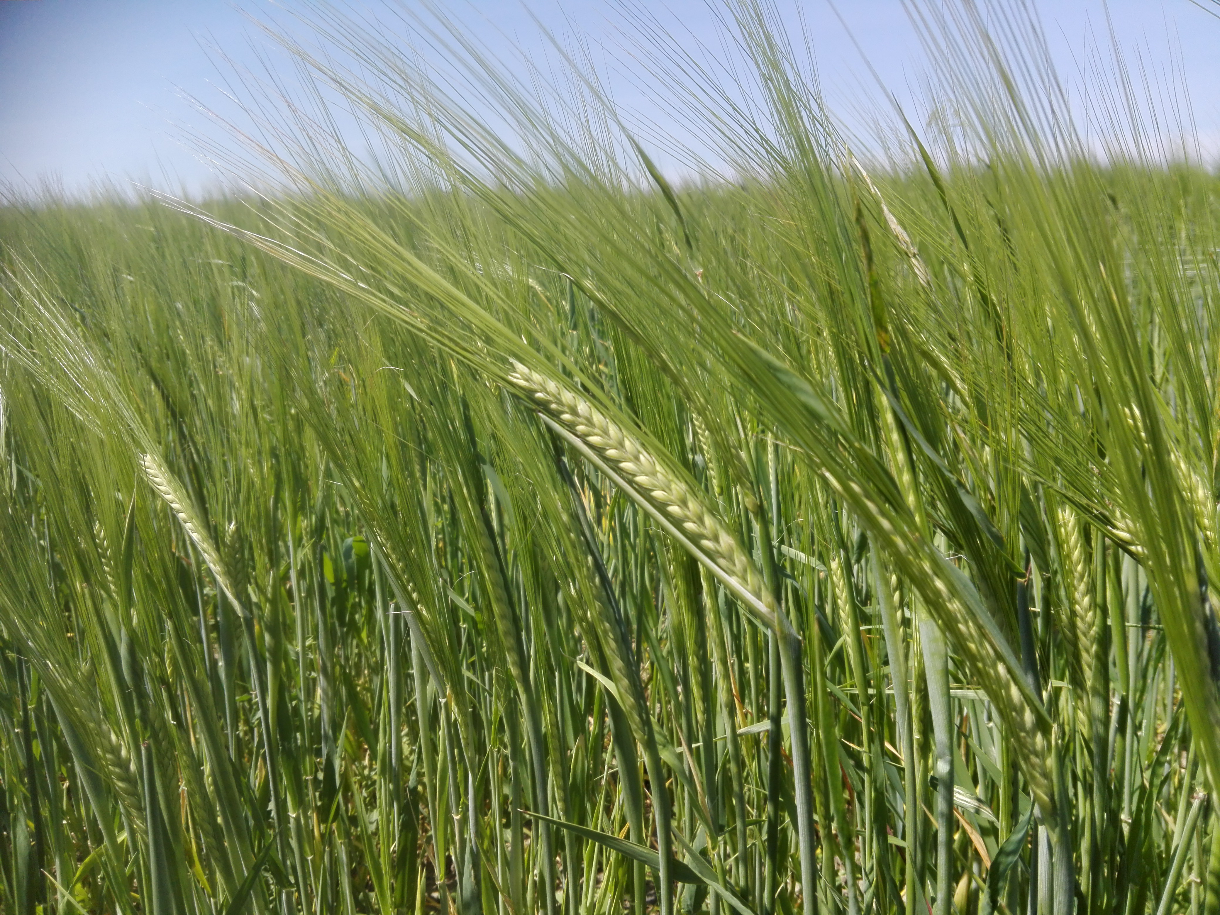 Chemin des parties, champs de blé