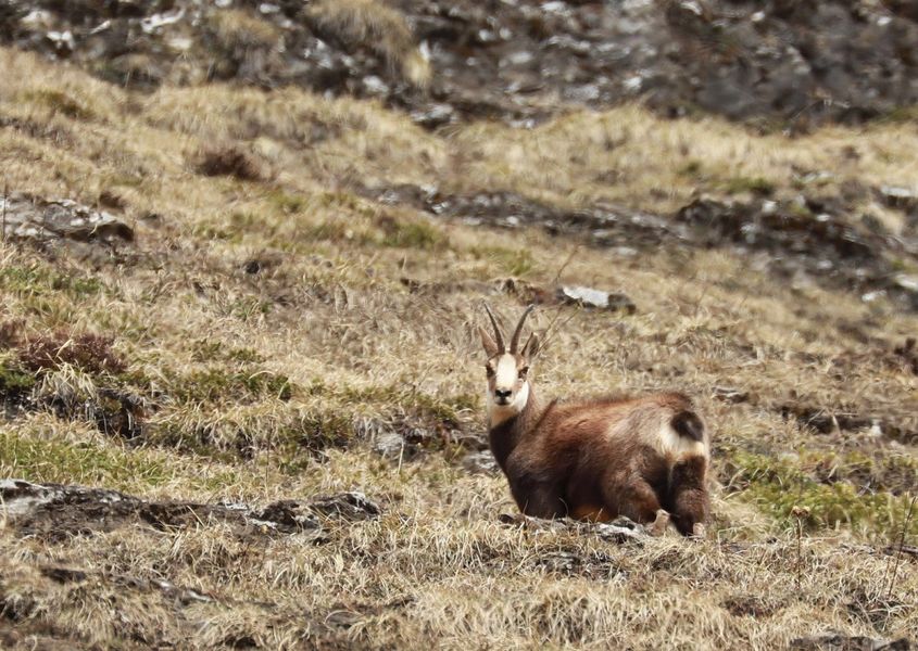 Randonnée lever du jour chamois