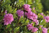 Rhododendron ferrugineux fleuri en gros plan en début d'été, (Rhododendron ferrugineum L.).