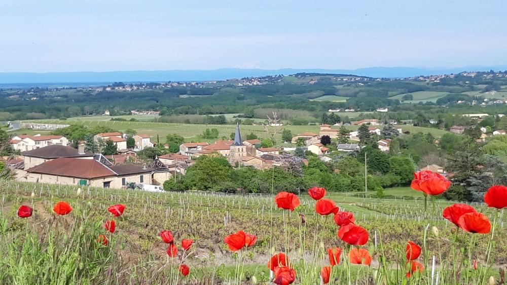 La vue des vignes