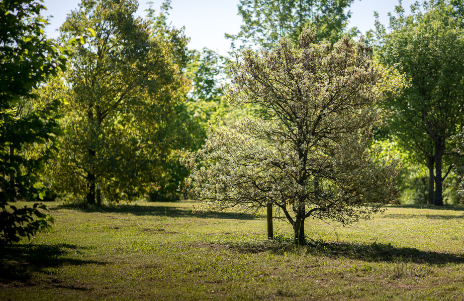Arboretum de Beynost