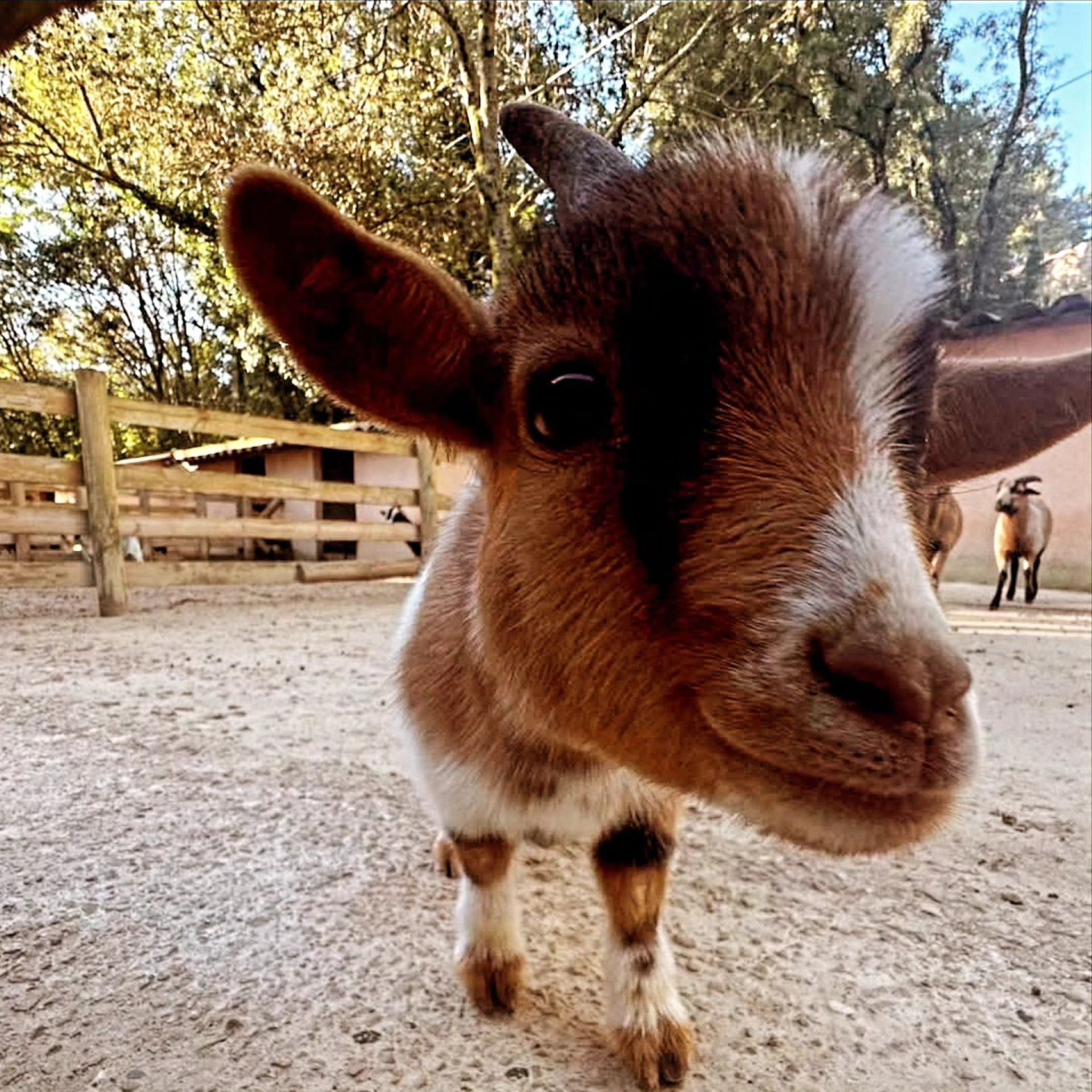 Ferme animalière d'Auriol, Auriol - photo 4