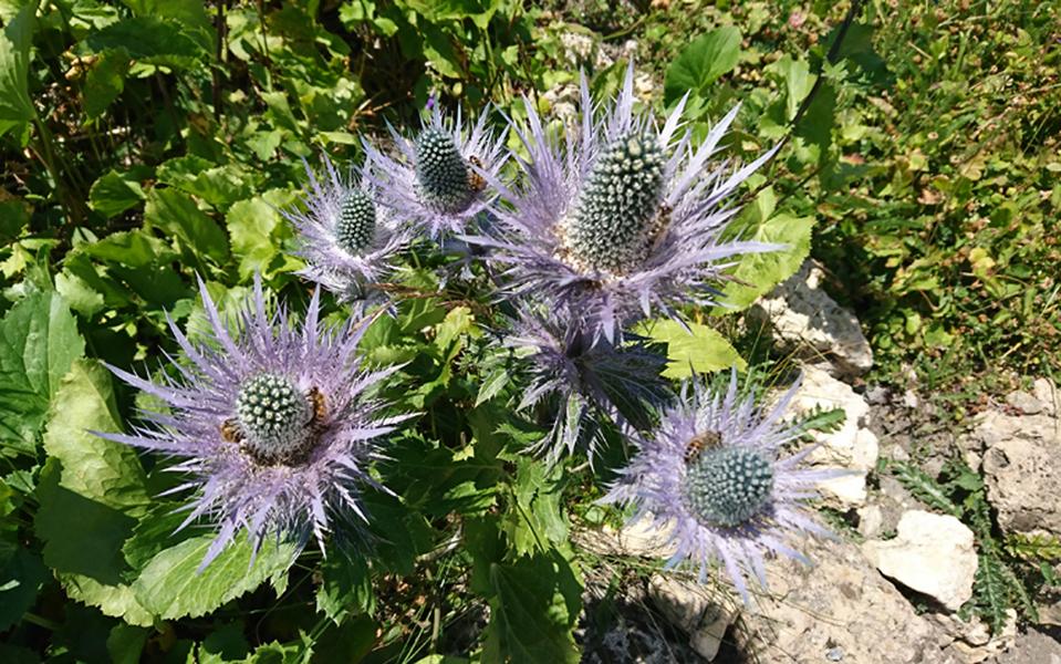 Atelier d'écriture au Jardin Alpin 