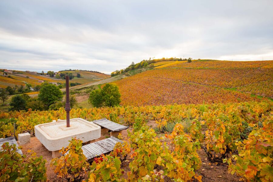 Pique-nique vigneron au Domaine Aufranc à Fleurie