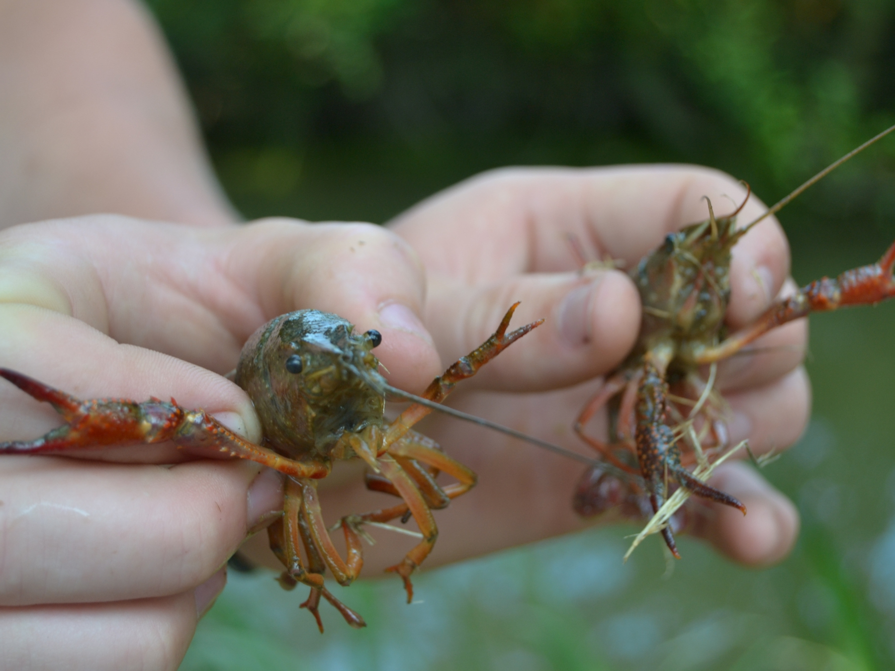 Pêche aux écrevisses