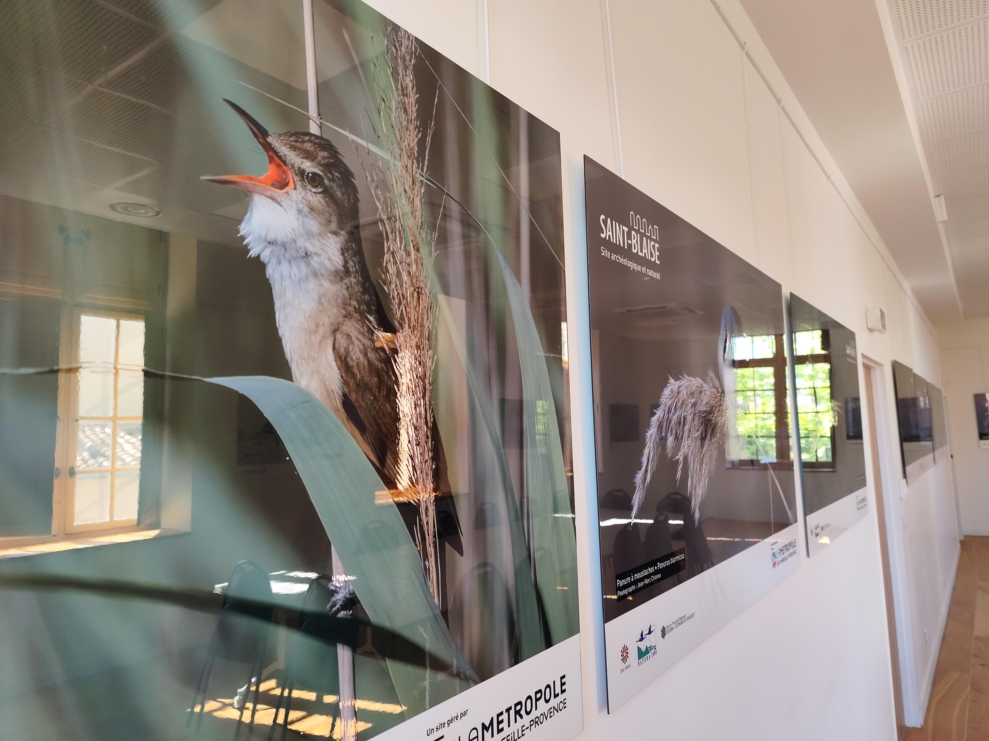 Exposition : biodiversité, regards croisés sur la faune et la flore locale, Martigues - photo 7